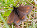 Mountain Ringlet